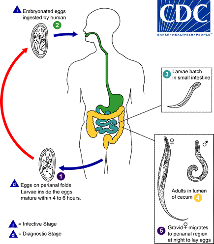 CDC pinworm lifecycle