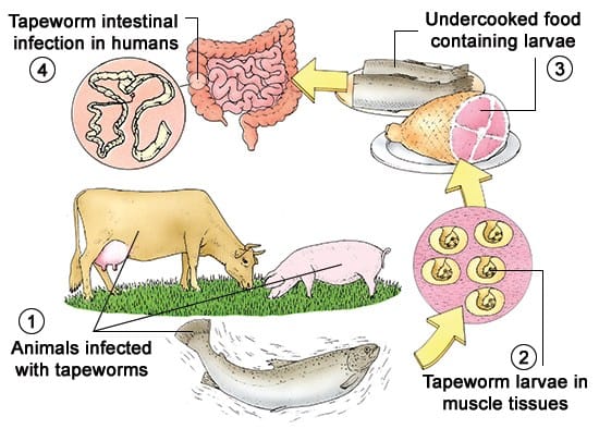Are tapeworms in humans contagious?